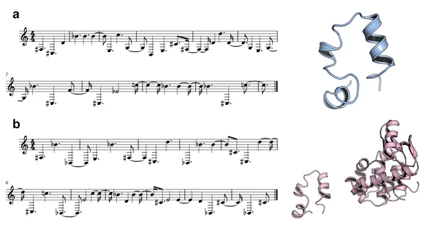 从氨基酸序列生成的乐谱与蛋白质结构对比（Villin 与 T4 溶菌酶）